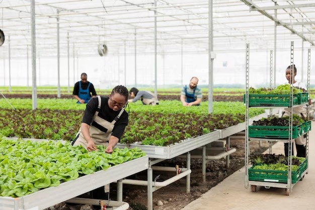  Urban Farming in Singapore: The Rise of Locally-Grown Brands and Their Market Potential